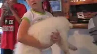 Samoyed puppy litter - Sunny's litter 2