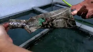 True Timber Kanati Hydrographics on Shotgun