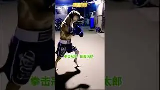 拳击狗#shorts #aidog