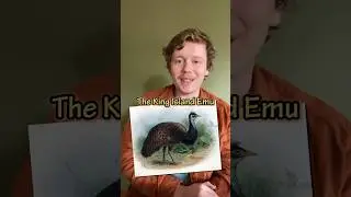 This is the King Island Emu / Extinct animal of Australia 🇦🇺 #extinctanimals ￼