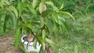 Персик киевский ранний Peach Kiev early