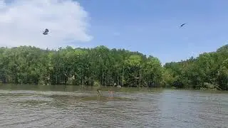 EAGLE FEEDING AT NATURE PARK LANGAKAWI 2022