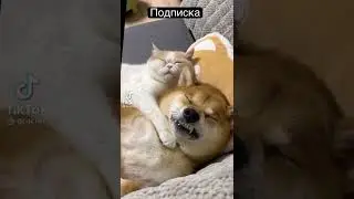 Собака и кошка спять вместе!