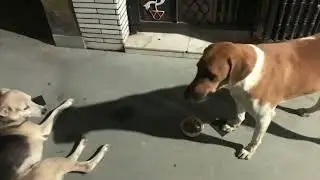 We Feed Street dog, but… We Never Expected to See This