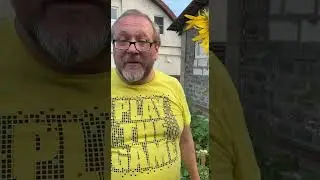 Цветут подсолнухи