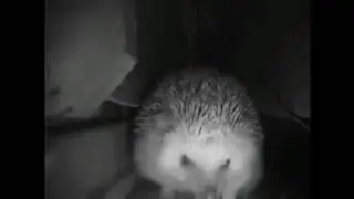 Ёжик чихнул)