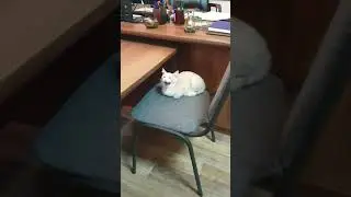 Персик