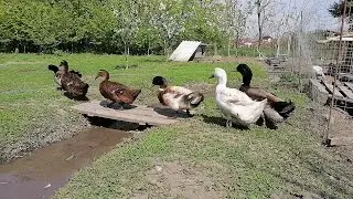Руанские утки весной. Неоплод, как научить уток размножаться?