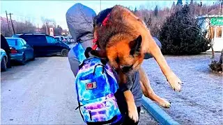 A Schoolboy Carried a Huge Dog for 5 KM, Not Knowing if It Was Even Alive!