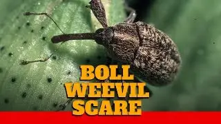Boll Weevil Scare