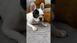 Где справедливость?🐾