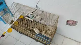 Experimenting with the model  | IoT AI-driven Poultry Feeder and Unhatched Egg Tracker w/ WhatsApp