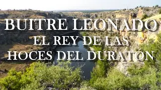 Buitre leonado, el rey de las Hoces del Duratón.