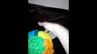 Anatomy of subcortex/ cortex