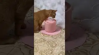 Unboxing the Pet Water Fountain 