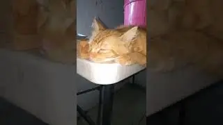 kakak kenzhie galau