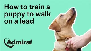 How to train a puppy to walk on a lead | AdmiralUK