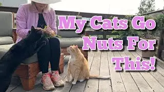 My Cats Go Nuts For This!