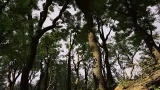 Trees Vol. 4 - Mixed Wind Trees - Unreal Engine (4K)