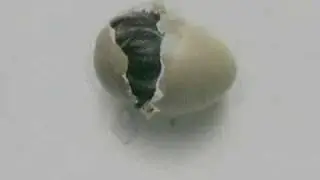 Elcosion