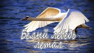 Белый лебедь летал, лебёдушку выкликал (народный танец)