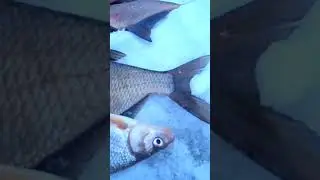Огромная Волховская СЫРТЬ.
