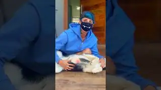 Minha loba se foi