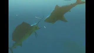 Speed Run Feed and Grow Fish W/Sword Fish