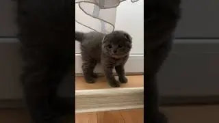 Маленький котофей 