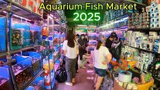 The Most Beautiful Aquarium Fish Market in Vietnam