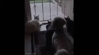 Специалист по неожиданностям