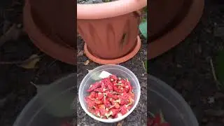 Острый перчик увозим в квартиру.