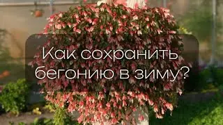 Бегония ампельная. Как сохранить до следующего сезона!