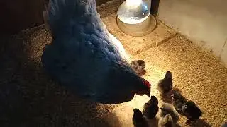 Курица с цыплятами в новом месте