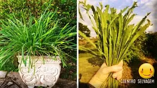 How to Plant WILD CORIANDER🌿 from SEED in a POT Simple and easy come with me!!! 😘🏡 #vegetablegarden