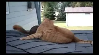 Белка достает кошку / Squirrel bothering cat