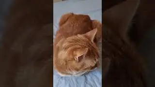 Cat loaf #catsvideo #cuteanimal #cute #catshorts #catloaf #orangecat #catlover #cutecat