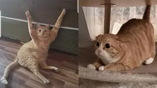 Compilation Funny Cat Moments 😹 Try not to Laugh Challenge 🤣 Best of Funny Cat Videos 😂 #13