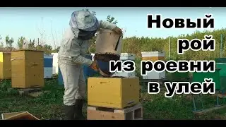 Новый рой пересаживаю из роевни в улей