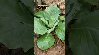 pokok kobis 