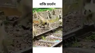 monkey fight