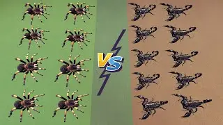 Bug Battle Simulator 2 🐛 - Spiders 🕷️ VS Scorpions 🦂 - Gameplay #3