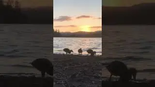 Loch Clunie - Sunset Timelapse in the evening breeze-Original Music @DanaidhB #timelapse #nature