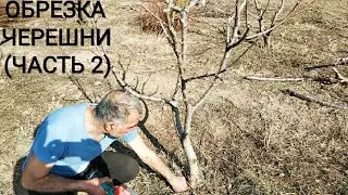 ОБРЕЗКА ЧЕРЕШНИ (ЧАСТЬ 2)