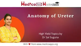 Anatomy of Ureter