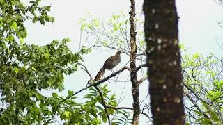 Little Chachalaca (Ortalis motmot), French Guiana