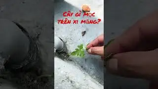 Cây gì mà có sức sống thật cao 