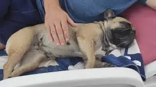 Французский бульдог Марго на море