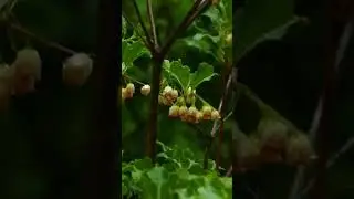 Enkiat dzwonkowaty Enkianthus campanulatus