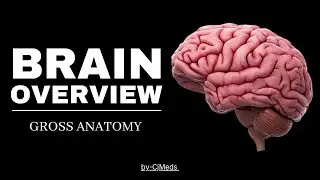 Brain Overview | Brain Anatomy | Video 1 | #brain #video #anatomy